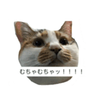 ぶたまるたちの日常（個別スタンプ：1）