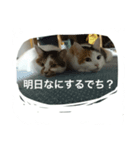 ぶたまるたちの日常（個別スタンプ：5）