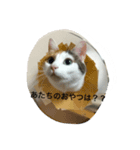 ぶたまるたちの日常（個別スタンプ：8）