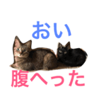 ねこねこねスタンプ（個別スタンプ：2）