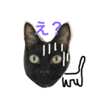 ねこねこねスタンプ（個別スタンプ：3）