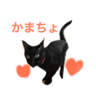 ねこねこねスタンプ（個別スタンプ：5）