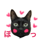 ねこねこねスタンプ（個別スタンプ：6）