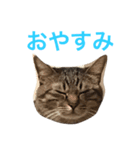 ねこねこねスタンプ（個別スタンプ：8）
