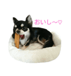 ラブちゃんスタンプ（個別スタンプ：9）