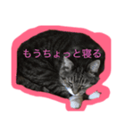 しーちょの生活（個別スタンプ：1）