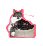しーちょの生活（個別スタンプ：3）
