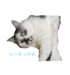しーちょの生活（個別スタンプ：5）