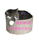 しーちょの生活（個別スタンプ：8）