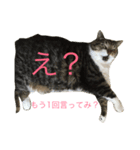 しーちょの生活（個別スタンプ：9）