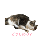 しーちょの生活（個別スタンプ：12）