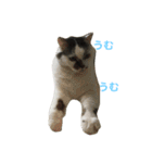 しーちょの生活（個別スタンプ：13）