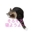 しーちょの生活（個別スタンプ：14）