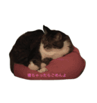 しーちょの生活（個別スタンプ：15）