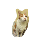 片目の猫（個別スタンプ：2）