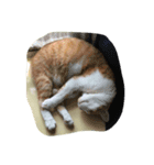 片目の猫（個別スタンプ：3）