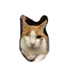 片目の猫（個別スタンプ：4）