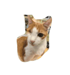片目の猫（個別スタンプ：5）
