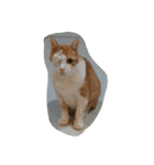 片目の猫（個別スタンプ：6）