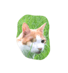 片目の猫（個別スタンプ：8）