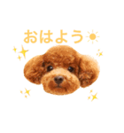トイプードルあおのほのぼの日和（個別スタンプ：2）