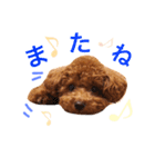 トイプードルあおのほのぼの日和（個別スタンプ：3）