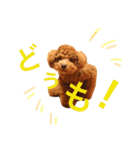 トイプードルあおのほのぼの日和（個別スタンプ：6）