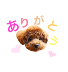 トイプードルあおのほのぼの日和（個別スタンプ：7）