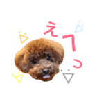 トイプードルあおのほのぼの日和（個別スタンプ：17）