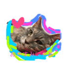 グレは猫（個別スタンプ：1）