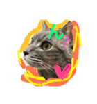 グレは猫（個別スタンプ：2）