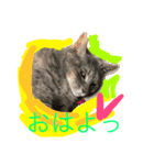 グレは猫（個別スタンプ：4）