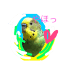 グレは猫（個別スタンプ：6）
