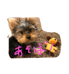 いつもロッキー！（個別スタンプ：3）
