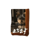 いつもロッキー！（個別スタンプ：6）