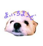 桃太郎通信Ⅱ（個別スタンプ：1）