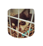 チワワ秘話11（個別スタンプ：3）