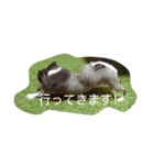 チワワ秘話11（個別スタンプ：7）