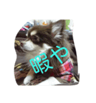 チワワ秘話11（個別スタンプ：8）