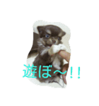 チワワ秘話11（個別スタンプ：13）