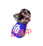 チワワ秘話11（個別スタンプ：14）