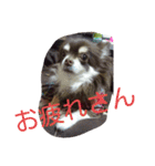 チワワ秘話11（個別スタンプ：16）