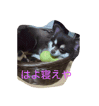 チワワ秘話11（個別スタンプ：19）