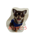 チワワ秘話11（個別スタンプ：22）