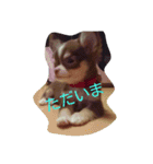 チワワ秘話11（個別スタンプ：23）