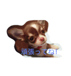 チワワ秘話11（個別スタンプ：24）