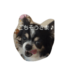 モモとナナ（個別スタンプ：2）