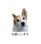 らん2（個別スタンプ：1）