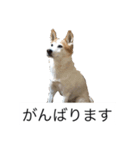 らん2（個別スタンプ：2）