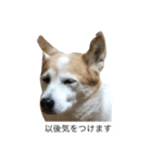 らん2（個別スタンプ：4）